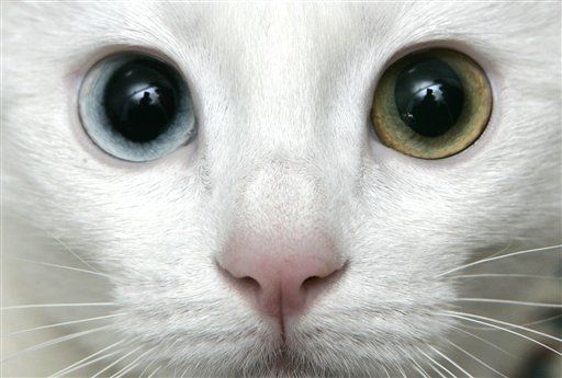Cats May See Things That Are Invisible to Us