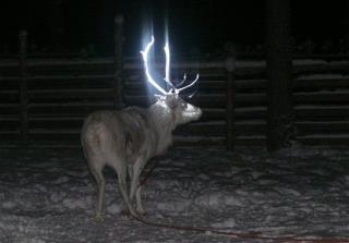 In Finland, Reindeer Glow in the Dark