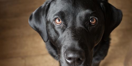 Why Dogs Can Tell If You're Happy