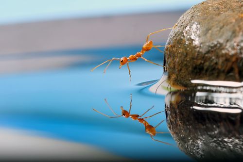 Ants Sacrifice Their Young During Floods