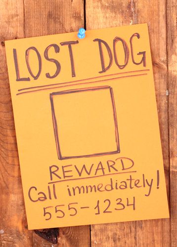 Lost Dog Found Thanks to Facebook, High-Tech Search
