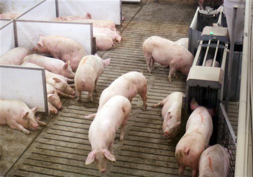 Diarrhea Virus Now Killing Pigs in 27 States