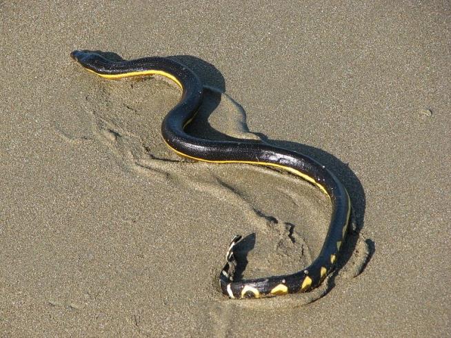 How a Sea Snake That Can't Drink Seawater Survives