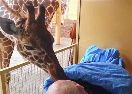 Giraffe Nuzzles Dying Zoo Worker