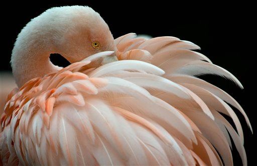 Flamingo Massacre Mystifies Zoo