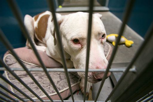 Judge Spares Life of Pit Bull