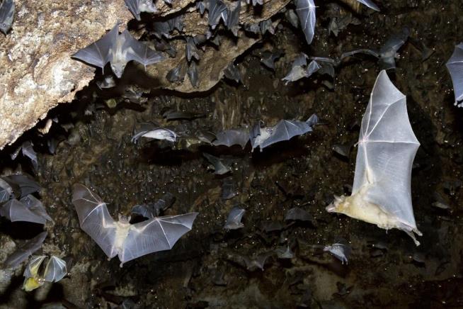 To Combat Ebola, Bat-Eating Banned