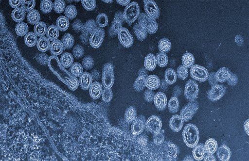 Scientists: Just 5 Mutations and Bird Flu Goes Airborne