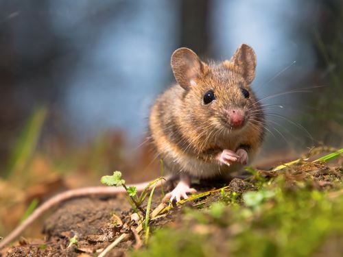 The Key to Killing Lyme Disease: Mice?