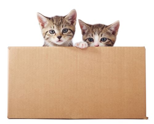 Kittens Survive 130-Mile Trip Packed in Box