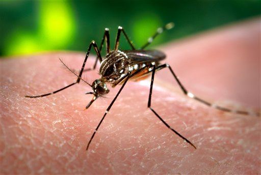 Tropical Chikungunya Virus Poised to Invade US