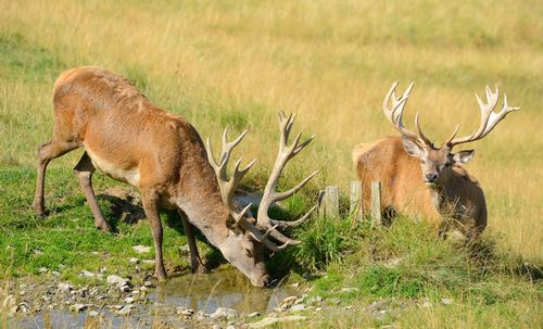 Iron Curtain Still Exists— for Deer