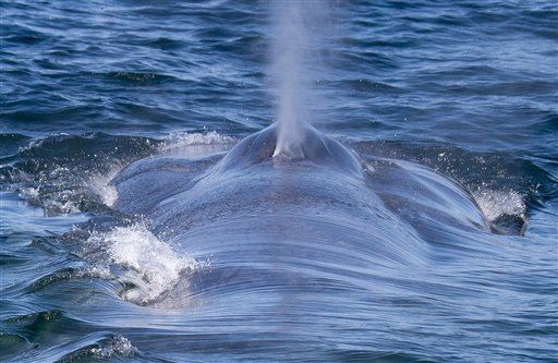 Town Fears Dead Whale Might Soon Explode
