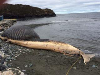 Rotting Whale Might Not Explode After All
