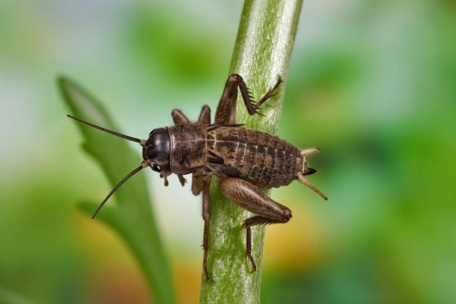 STD Makes Crickets Have More Sex