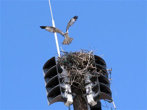 Town Can't Use Fire Alarm Because of ... Osprey Nest