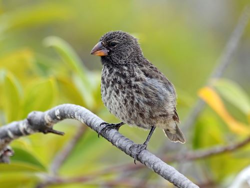 Darwin's Finches Build Pest-Free Nests