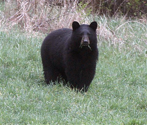 Bear Kills Energy Worker in Canada