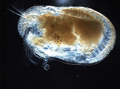 Scientists Find World's Oldest Sperm