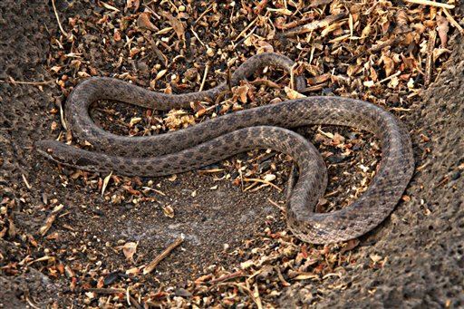 'Lost' Nightsnake Rediscovered on Mexican Island