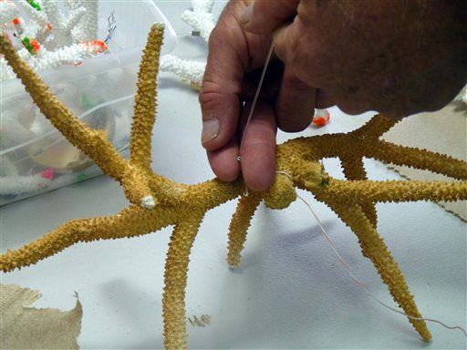 Miami Divers in Rush to Save Rare Corals