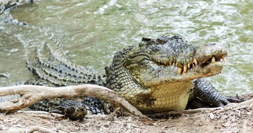 Man Snatched From Boat by 16-Foot Crocodile