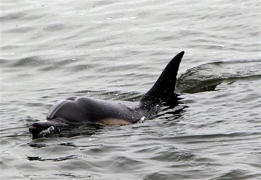 Dolphin's Love for Human Ended in Suicide