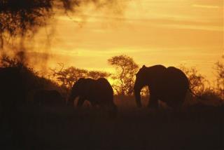 Poachers Kill One of World's Biggest Elephants