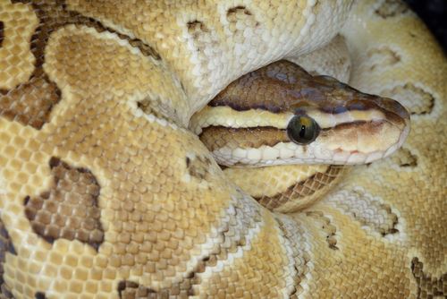 Surprise: Couple Finds 3-Foot Python in Couch