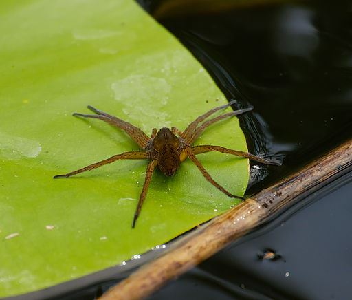 Spiders Able to Catch, Devour Fish
