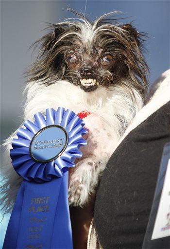 Behold: 'World's Ugliest Dog'