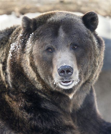 Man, 66, Walks 900 Yards After Grizzly Mauling