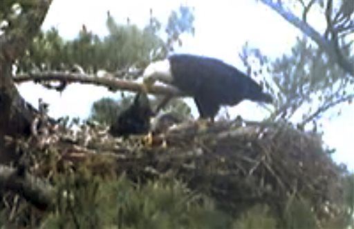 Nest Webcam Viewers Mad After Watching Eaglet Die