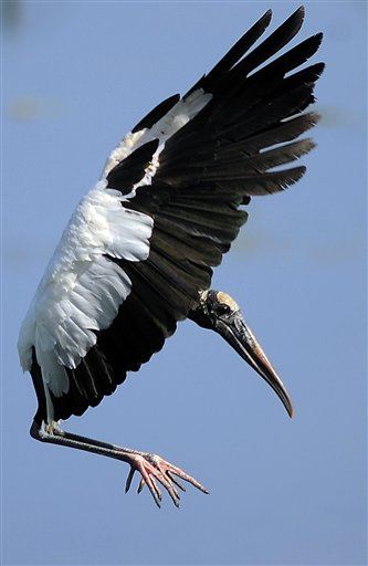 Wood Storks Back From Brink of Extinction