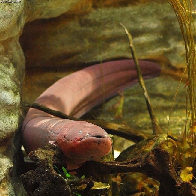 Scientists Unravel Mystery of Electric Eels' Jolt