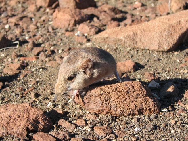 New Species Looks Like Mouse, Is More Similar to Elephant