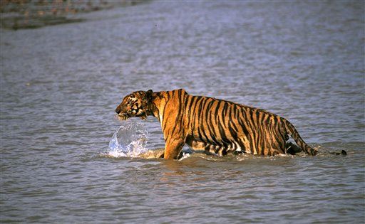 Tiger Snatches Fisherman From Boat in India