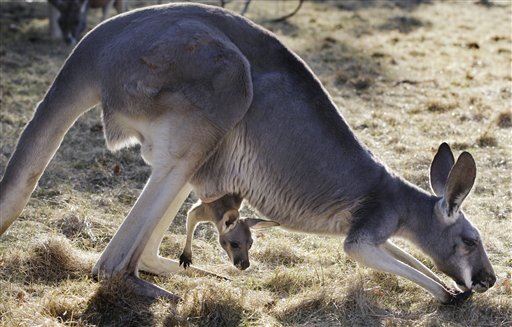 The Surprising Way Kangaroos Use Their Tails