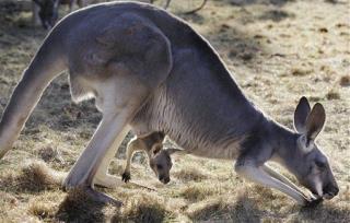 The Surprising Way Kangaroos Use Their Tails