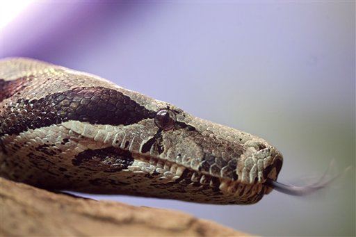 There's a 20-Foot Snake in a New Jersey Lake