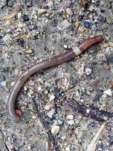 Wisconsin's New Scourge: 'Crazy Worms'?