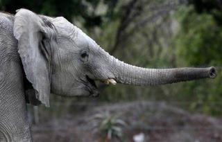 Elephants Win Most Discerning Nose Award