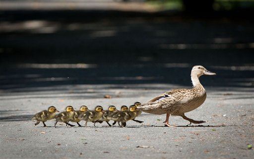 Driver Stops to Help Ducklings, Gets $100 Ticket