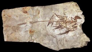 'Fantastic' Find Suggests All Dinos Had Feathers