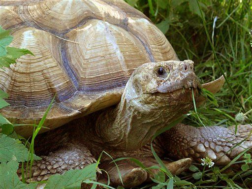 Alligator Escapes Zoo With Help of ... Tortoise?
