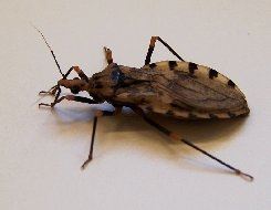 'Kissing Bug' Disease Prompts Growing Concern in US