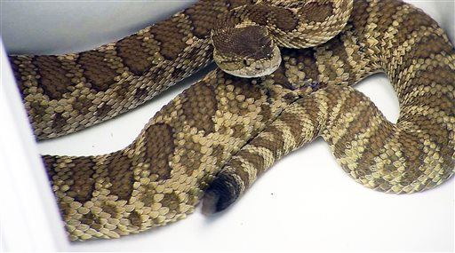 'Home Intruder' in 911 Call Turns Out to Be ... a Snake