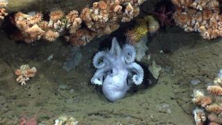 Deep-Sea Octopus Guards Eggs for Years—Sans Food