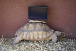 iPad-Toting Tortoises: Art or Abuse?