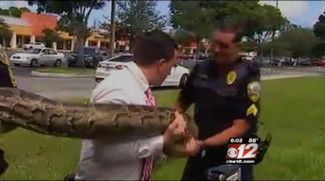 Cops Catch 12-Foot, Cat-Strangling Snake